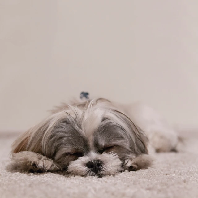 a small grey dog lays down with his head on its paws