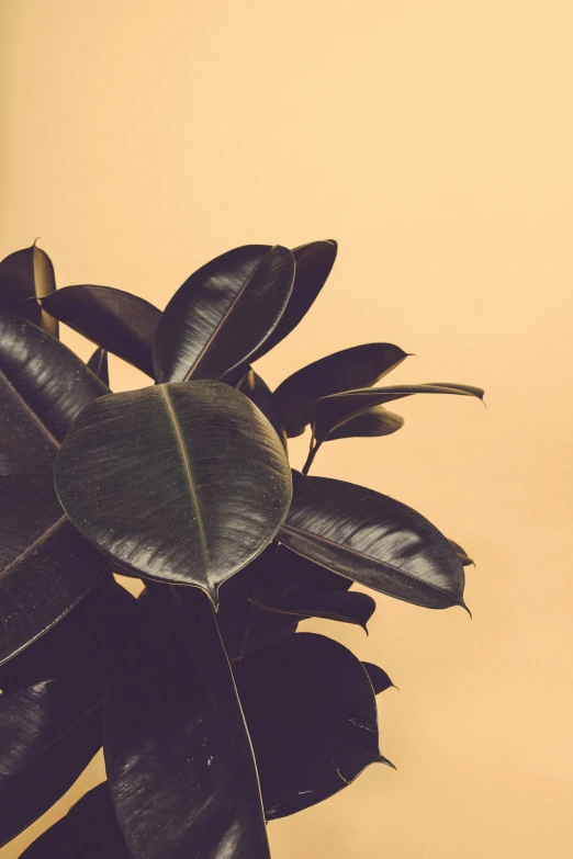 a large leafy plant is shown on the wall