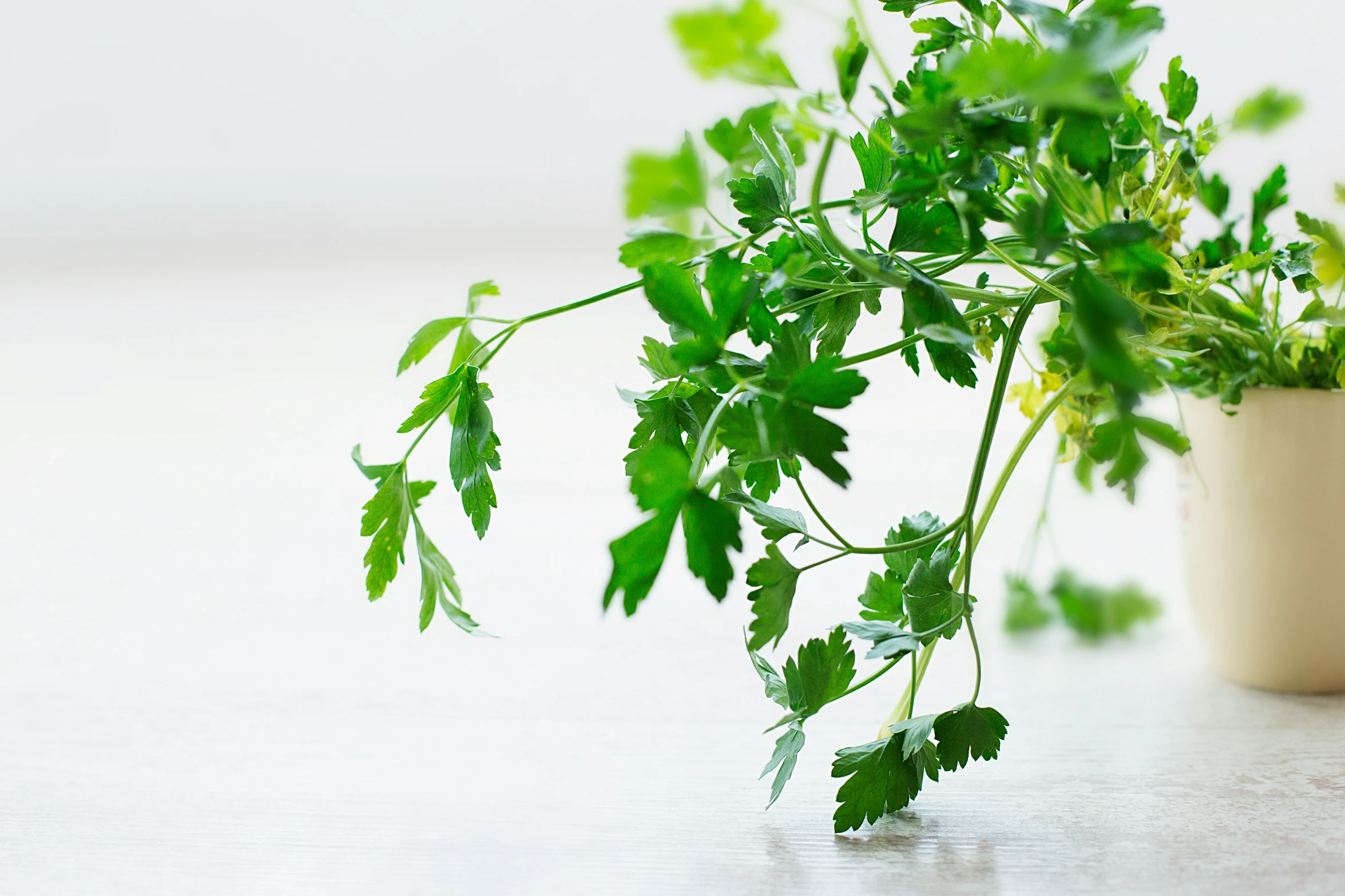 green plant with large leaves on white surface