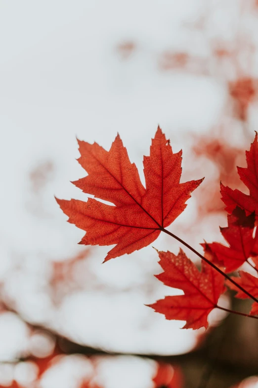 the orange autumn leaves of a maple tree are very bright