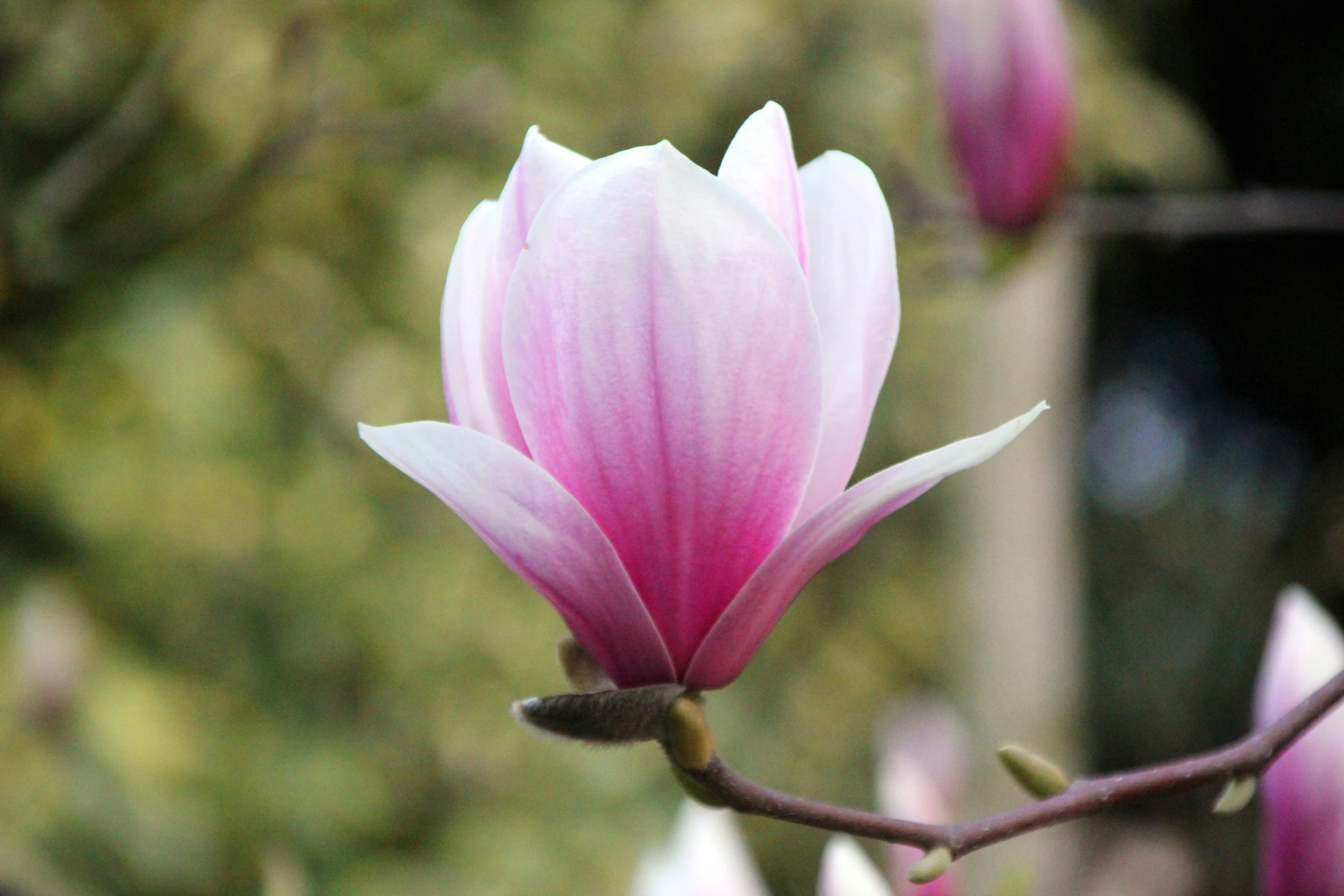 a close - up of the center of a flower