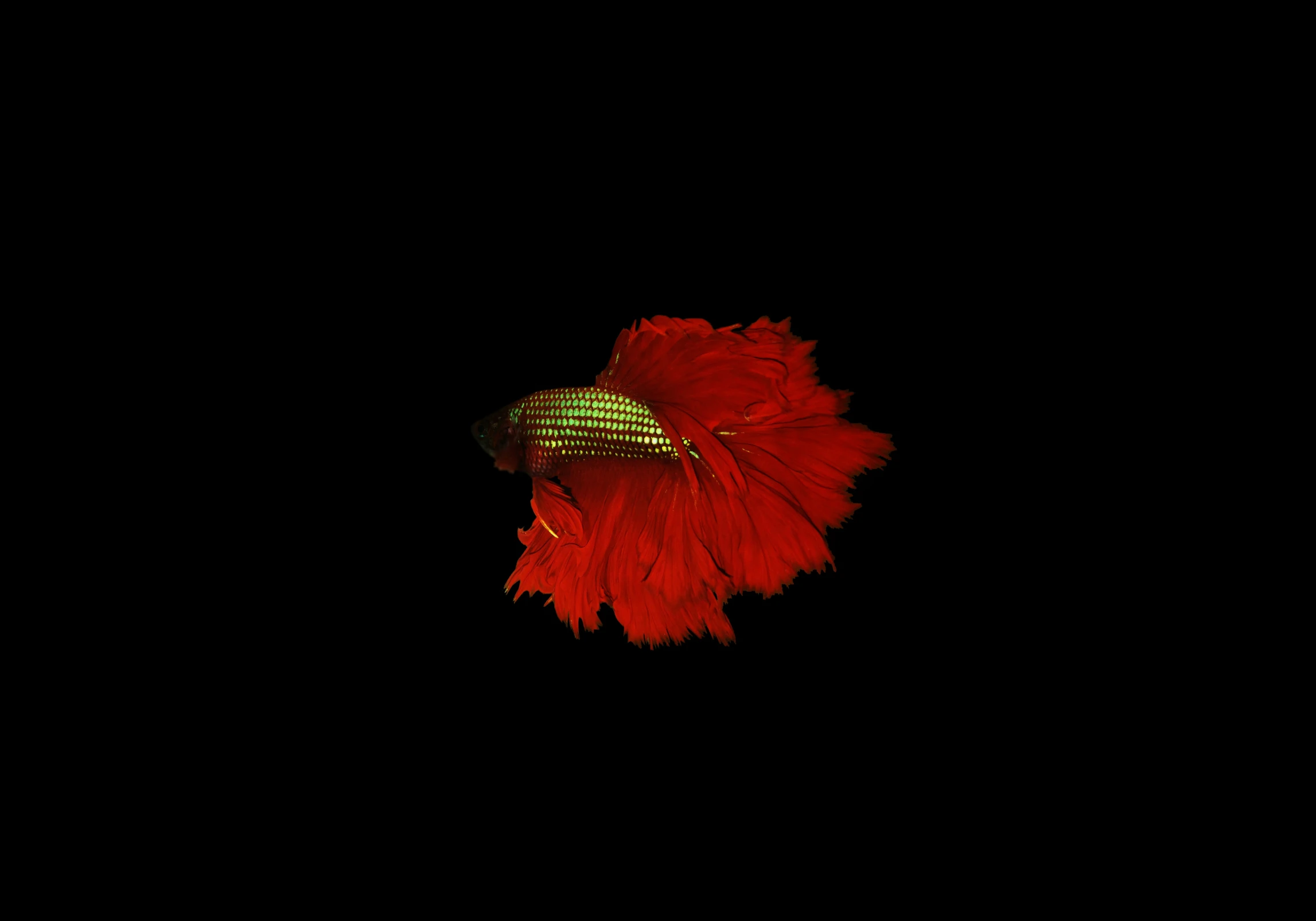 a close up view of red colored fish against a dark background