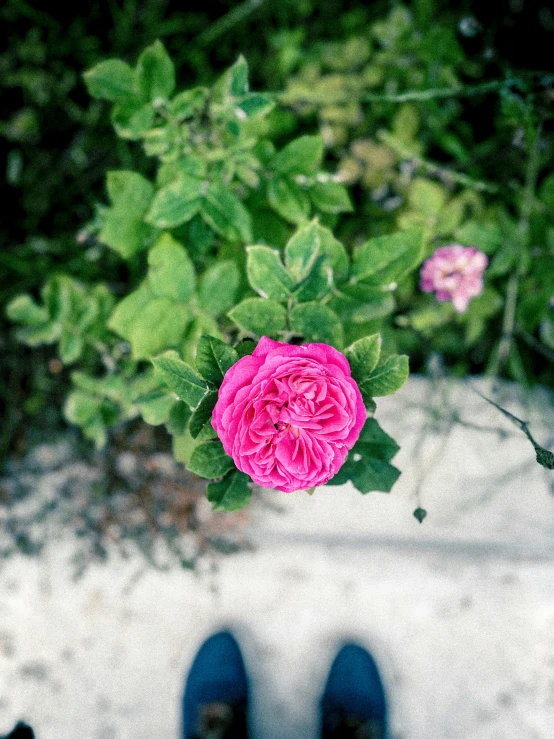 someone's shoes standing next to a pink rose