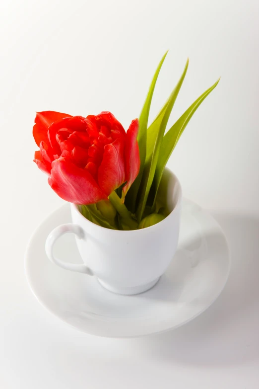 red tulips are in a white cup and saucer