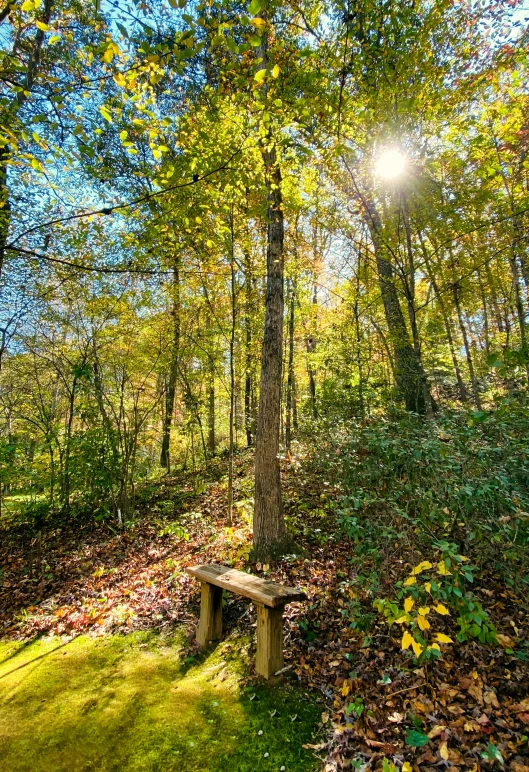 a park bench sitting under trees near a lush green forest