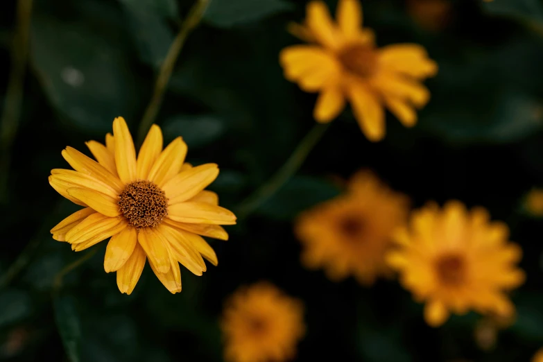 a small yellow flower with lots of leaves