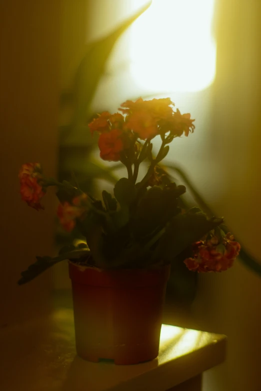 the plant is growing and glowing on the shelf