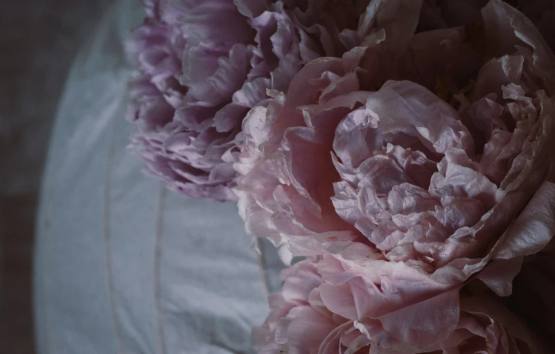 a closeup of pink flowers on a plate