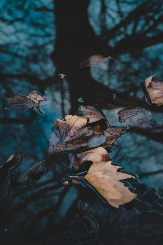 leaves that are laying on the ground