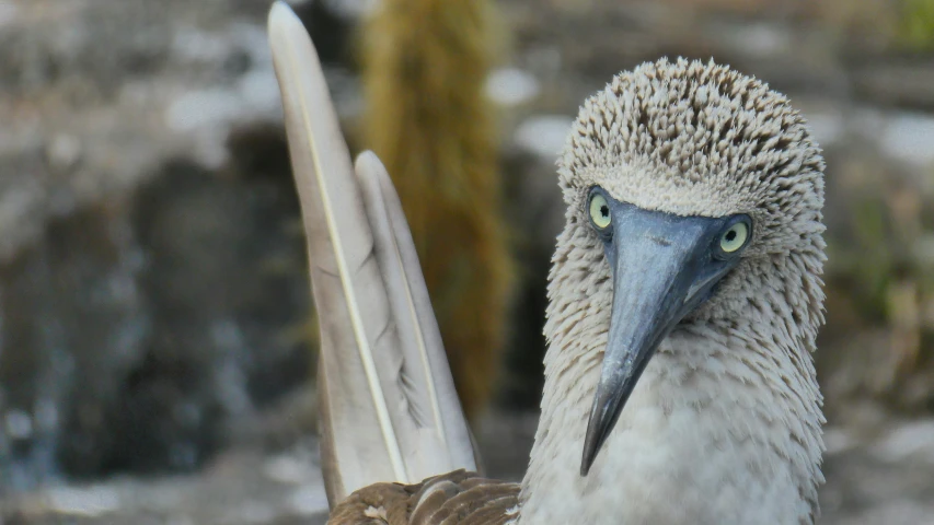 a brown and white bird with a large beak