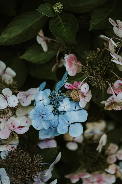 blue flowers sitting on top of a green leaf covered ground