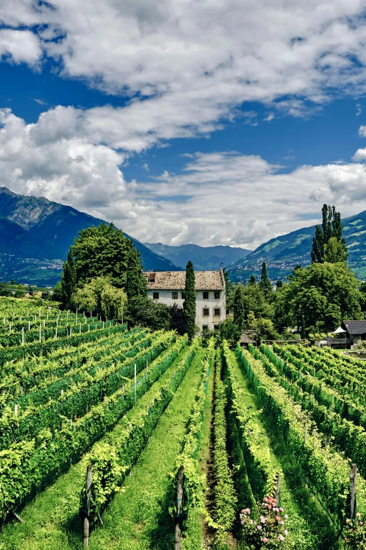 a field of vines with some building in the background