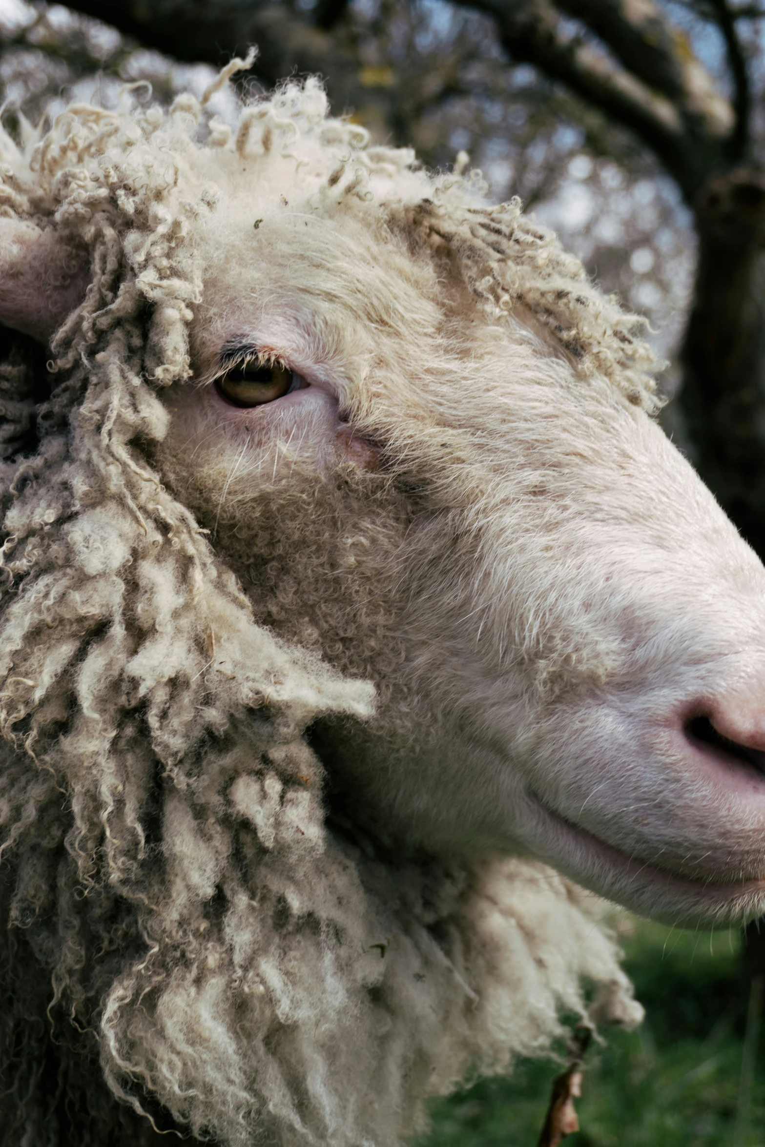 a close up of the head and ear of a sheep