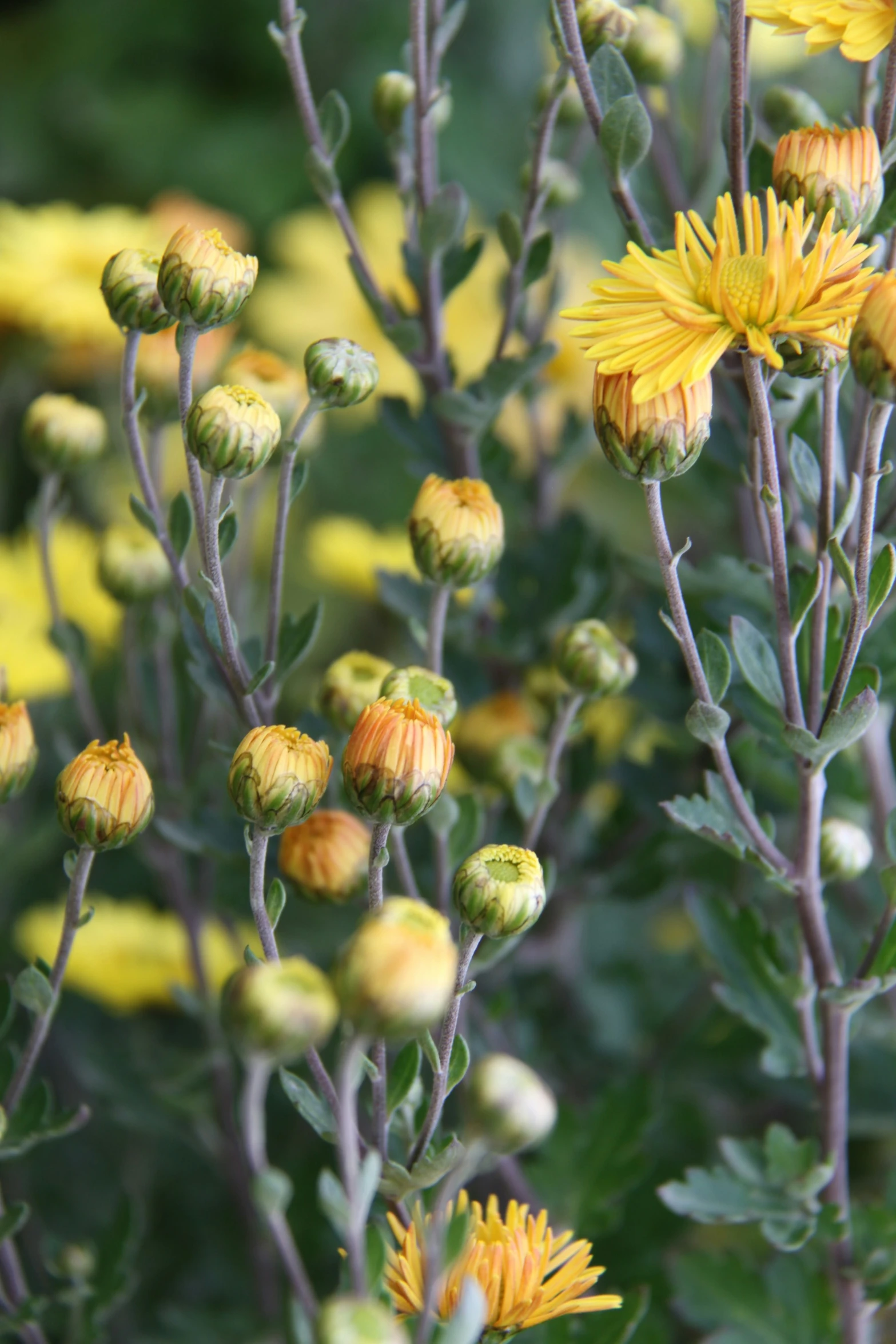 flowers with yellow leaves and green stems near bushes