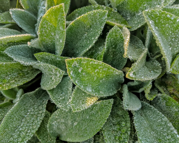 a plant with ice on it sitting on top of the ground