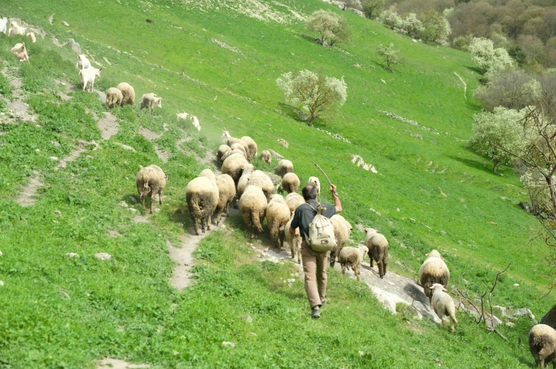 a man leading a flock of sheep up a mountain