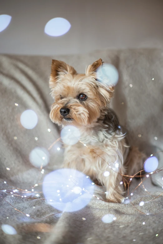 small dog with one eye open and white dots on the back of its neck