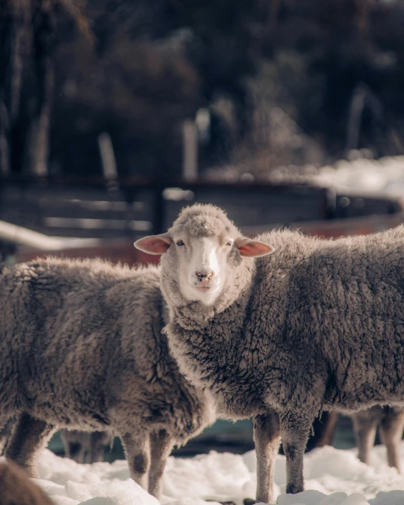 three sheep standing in the snow together