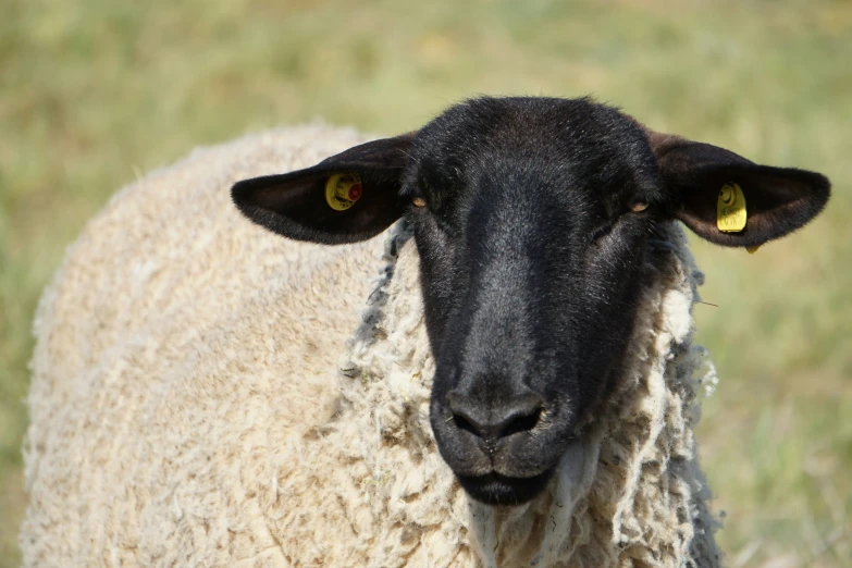 a close up of a sheep with yellow eyes