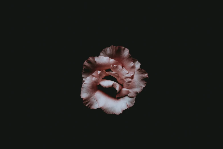 a pink flower that is in the dark