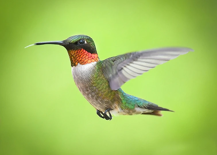 the hummingbird is taking flight in the green field