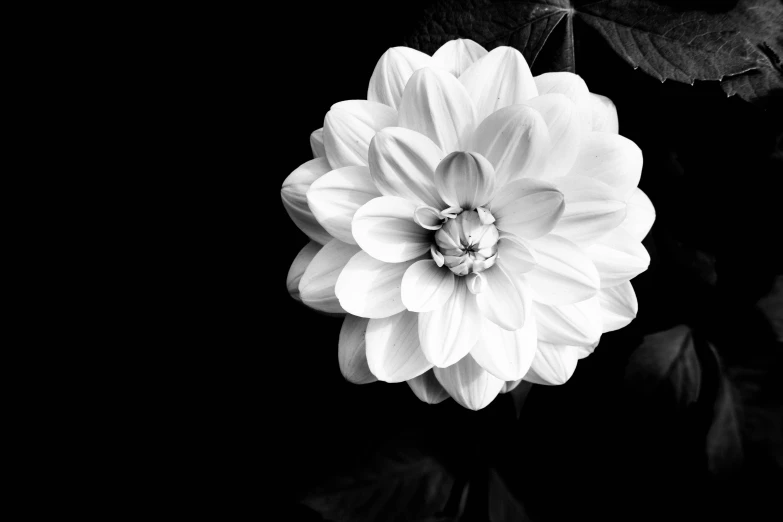 a white flower sitting on top of a black background