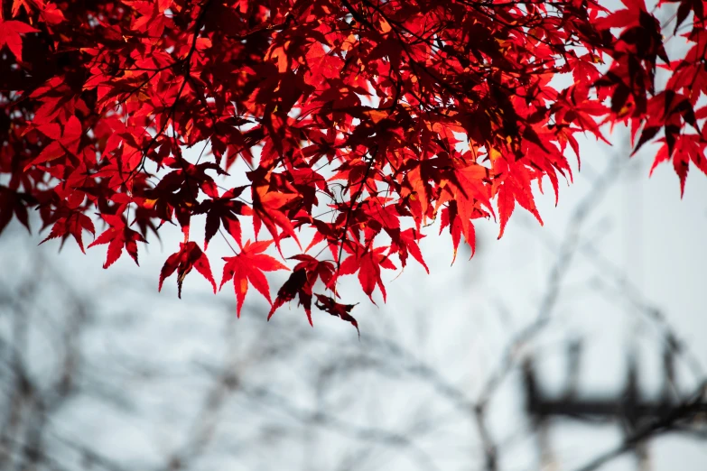 red leaves hang from the nches of a tree