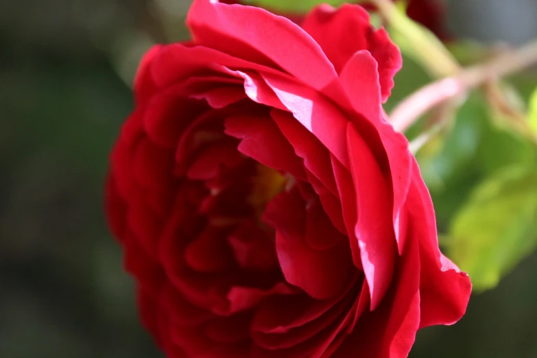 a red rose sitting on a green leaf