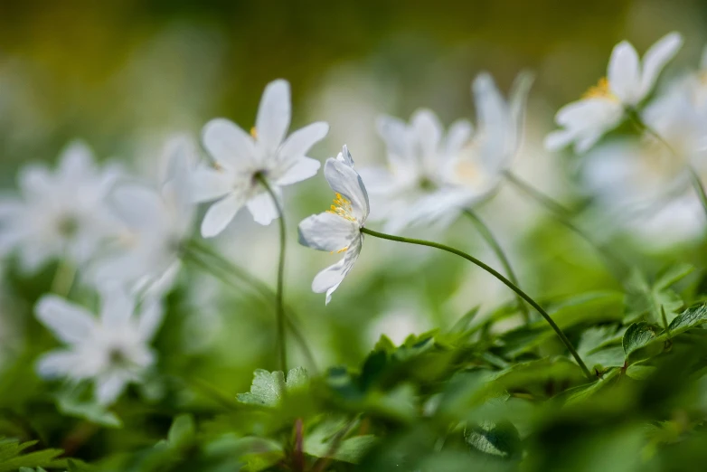 white flowers blooming in the green field