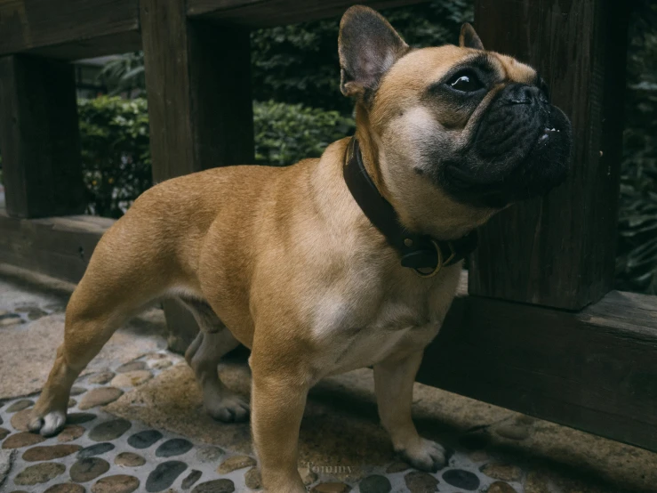 a small dog looks intently while standing