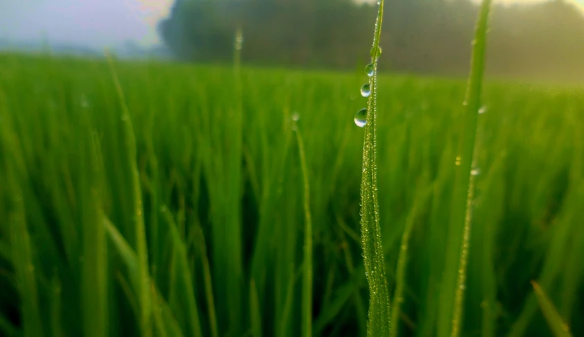 a plant that is sitting in the grass