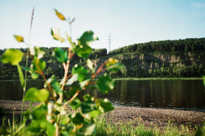 a view of some water near a forest