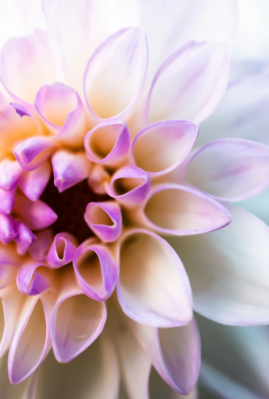 a white and pink flower is close up