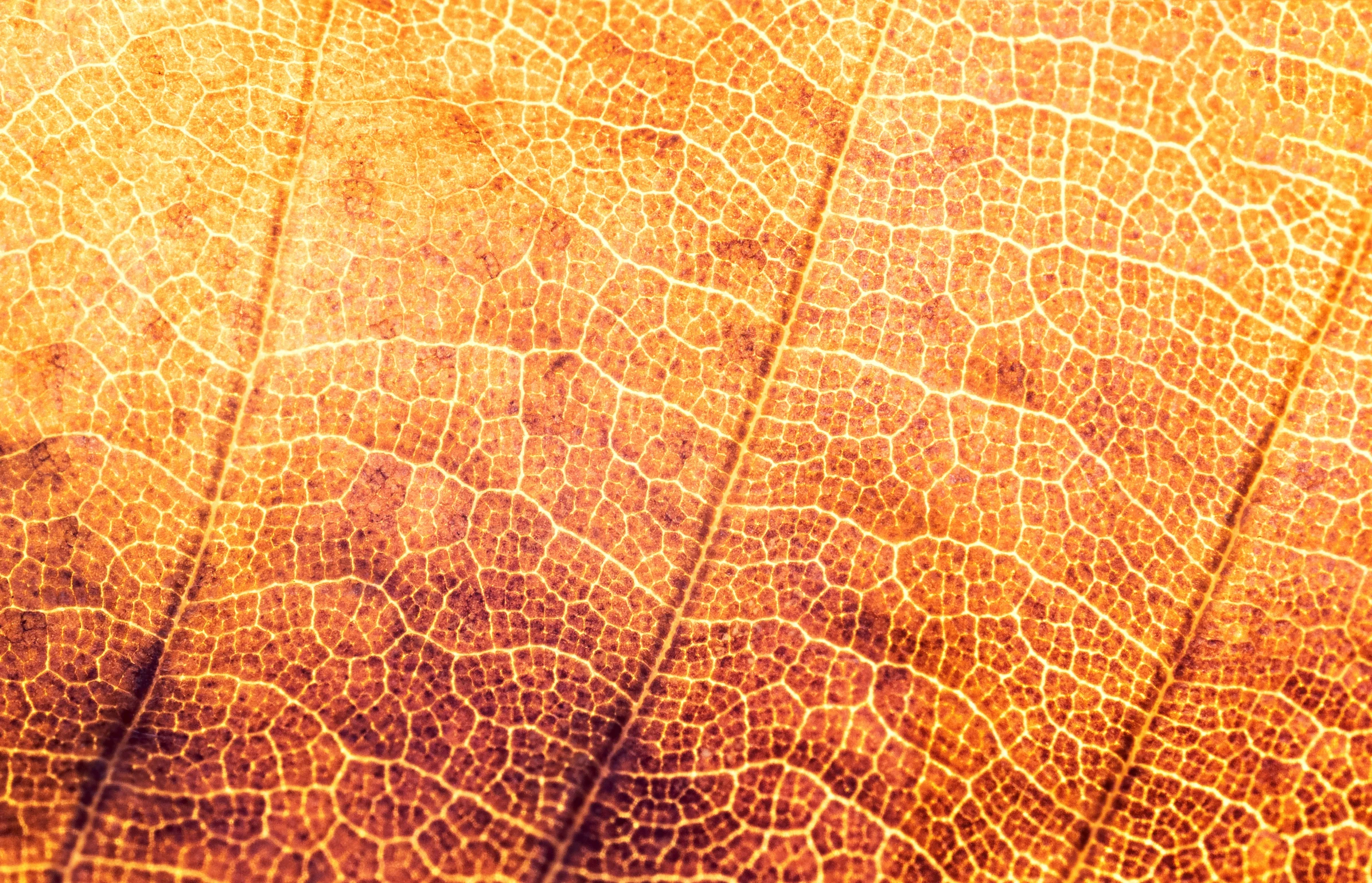 the texture of an autumn leaf's leave