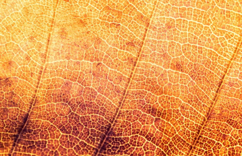 the texture of an autumn leaf's leave