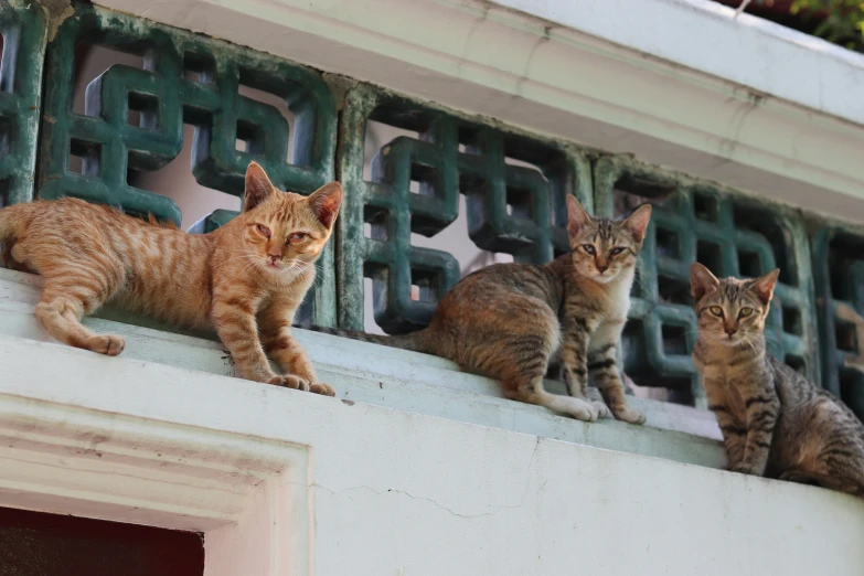 three cats sit on a railing and stare ahead