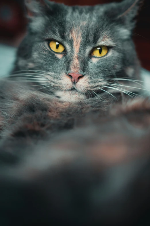 a grey cat with yellow eyes and big black ears