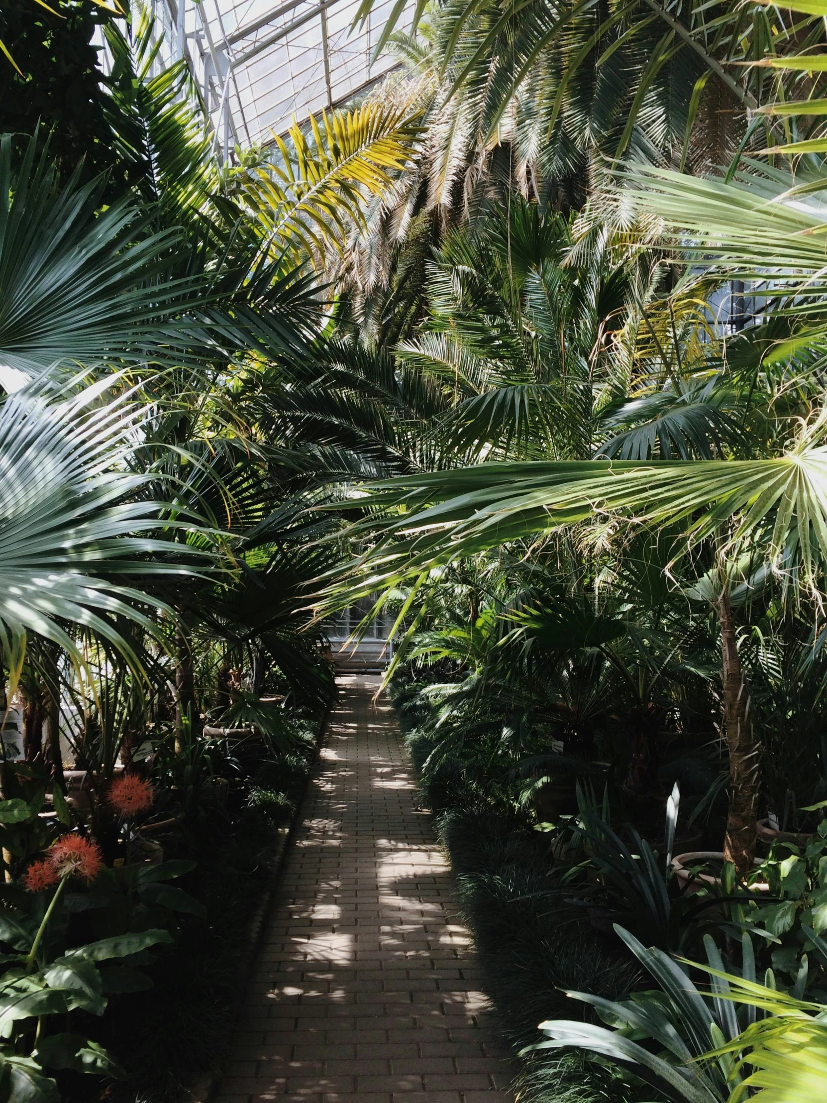 the walkway is lined with tropical plants and trees