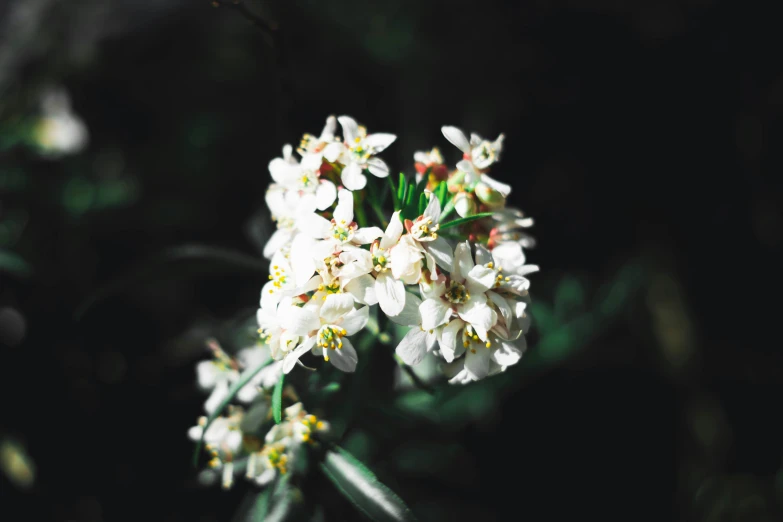 a close up view of some white flowers