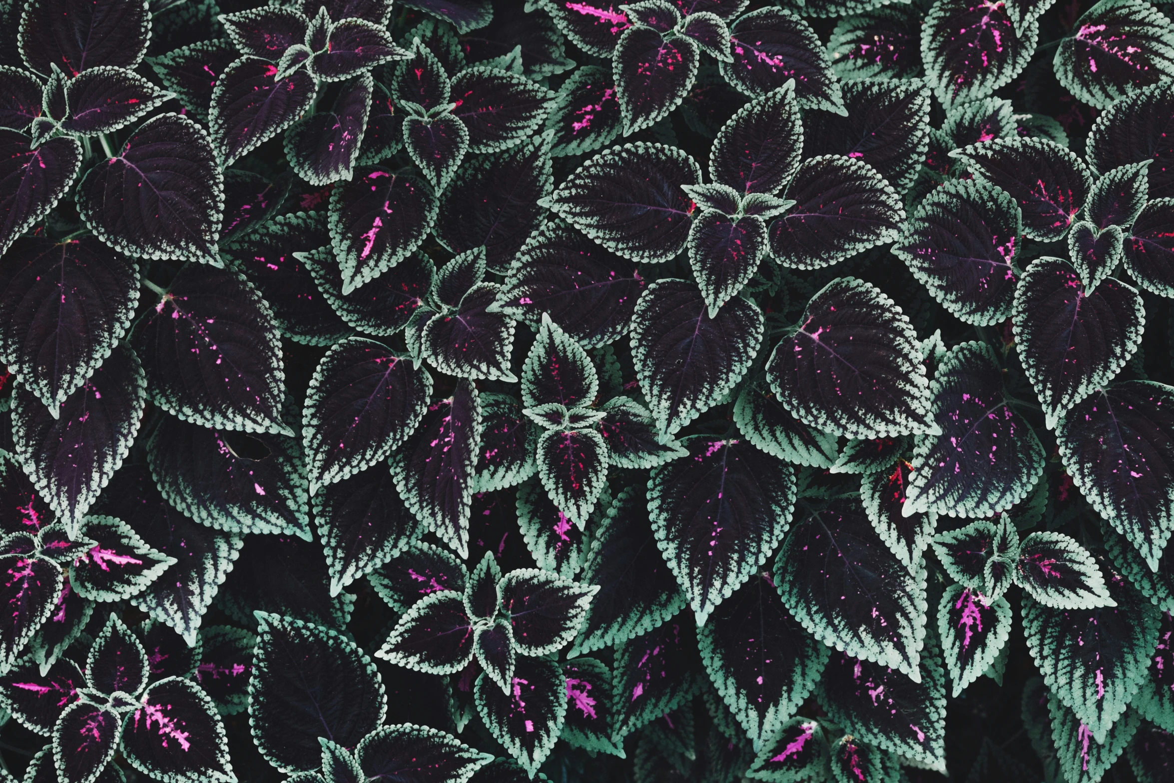 an overhead view of purple leaves on dark background