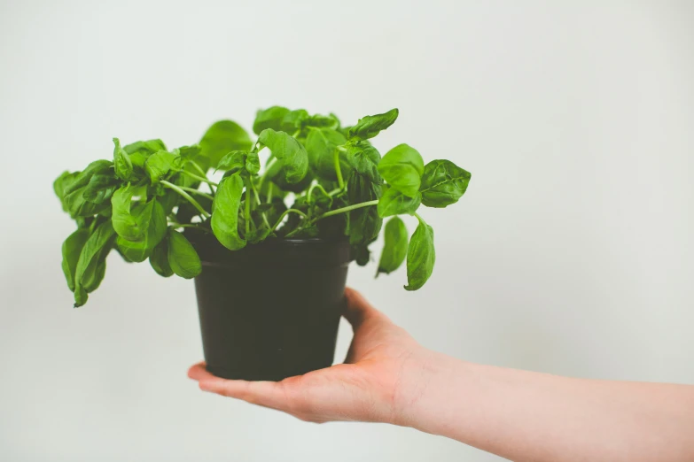 a hand is holding a pot of green vegetables