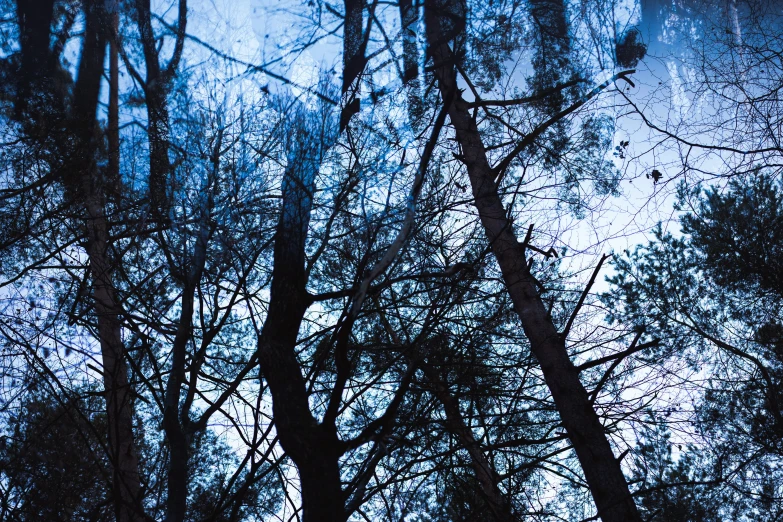 the top of many trees in the forest with no leaves