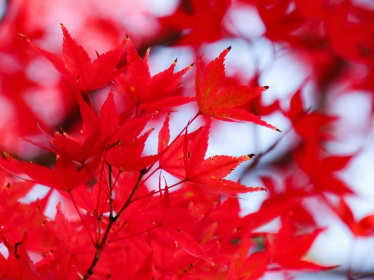 a tree nch with red leaves in the foreground