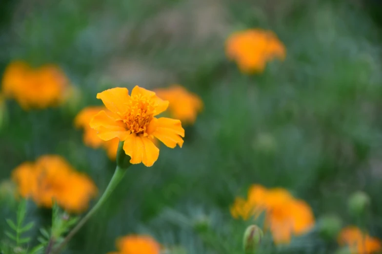 there is a yellow flower in the middle of the field