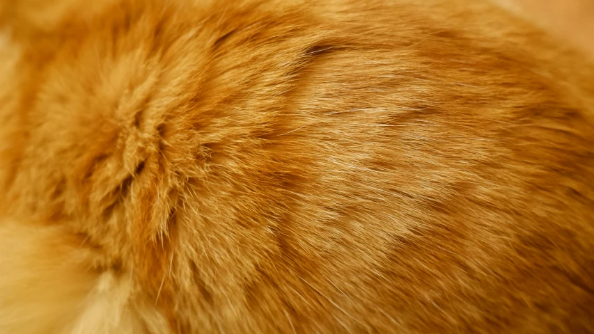 a po of the hair on an orange cat