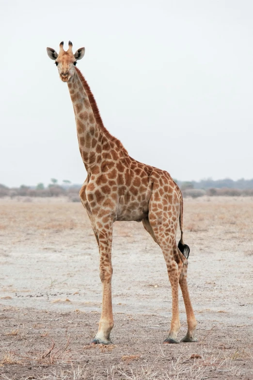 the tall giraffe is standing alone in the empty field