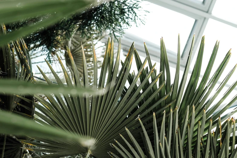 a view through palm trees towards a house