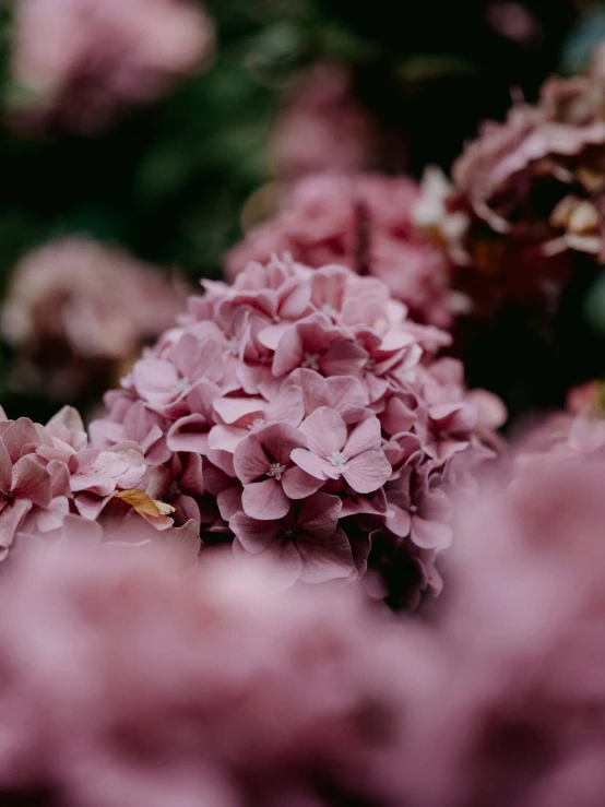 a close up image of some flowers