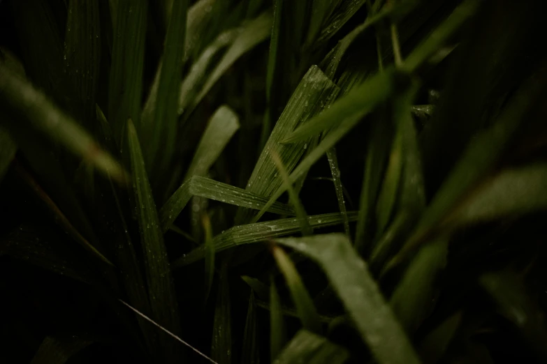 grass with green leaves blowing in the wind