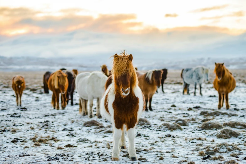 a few horses are walking through some snow